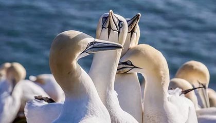 宜春伴游，定制QQ：3494206190微信：act1322